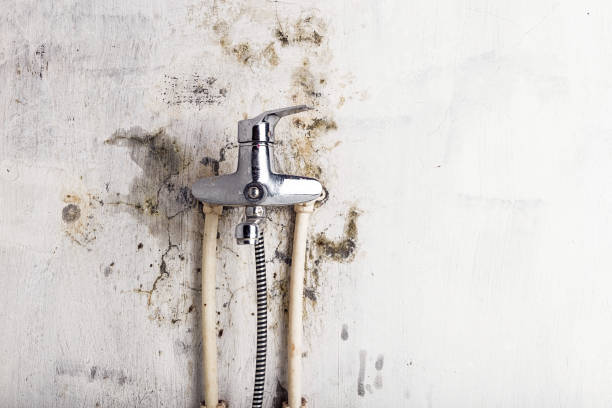 Professional Mold Removal in Kalamazoo, MI