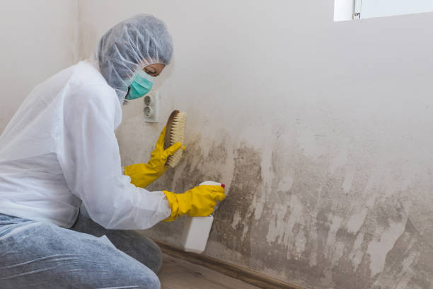 Best Crawl Space Mold Removal  in Kalamazoo, MI