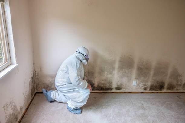 Best Mold Testing  in Kalamazoo, MI