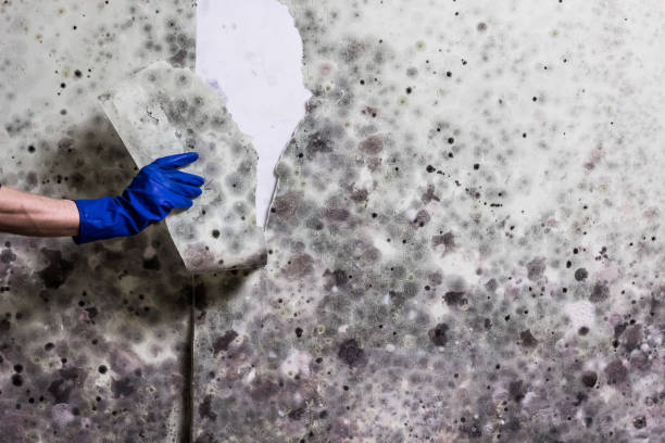 Best Mold Damage Repair  in Kalamazoo, MI